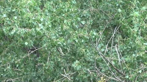 Trees Toss Branches In The Breeze Stock-Footage 53431741
