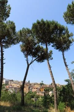 Trees towards the heaven Foto stock