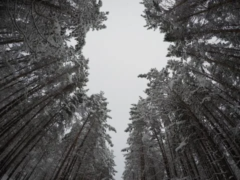 Trees towering in the sky Stock Photos