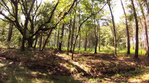 Trees, Tracking by dappled sunlight, Oak Tree forrest with some pine Stock Footage 29051976