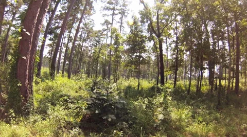Trees, tracking shot, Upland pine forrest with some hardwoods Stock Footage 29053411