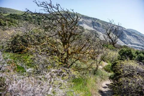 Trees on the trail in the mountains Stock Photos
