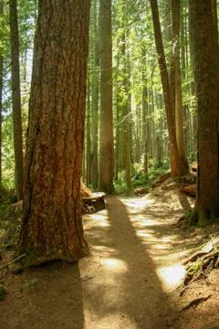 Trees on Trail Stock Photos