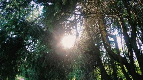 The trees. Tree branches in the park. Stock Footage 132850800