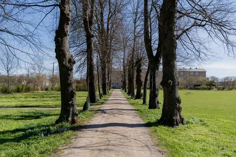 Trees. Trees without leaves. Overall plan. Stock Photos