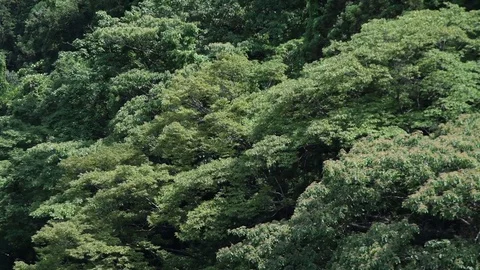 Trees trembling in the wind Video stock 79011393