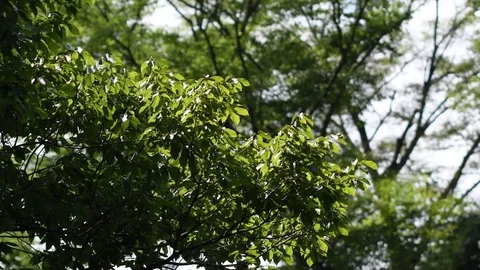 Trees trembling in the wind Video stock 79020417