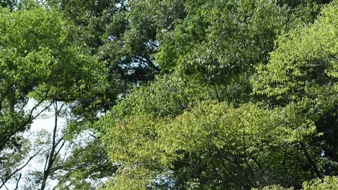 Trees trembling in the wind Stock Footage 79021881