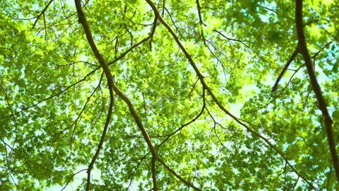 Trees trembling in the wind Stock Footage 152293514