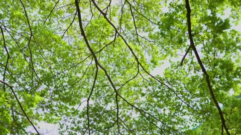Trees trembling in the wind Stock Footage 152293526