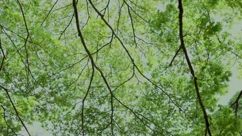 Trees trembling in the wind Stock Footage 152293551
