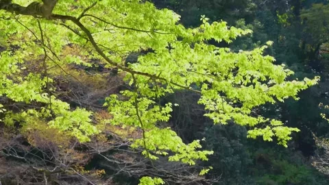 Trees trembling in the wind Stock Footage 152293900
