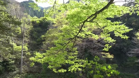 Trees trembling in the wind Stock Footage 152293912