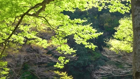 Trees trembling in the wind Stock Footage 152293935