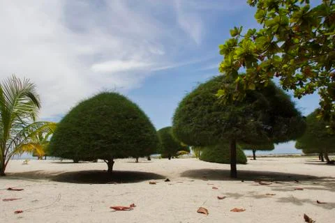 Trees triangular shapes Foto stock