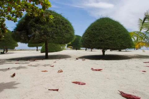 Trees triangular shapes Foto stock