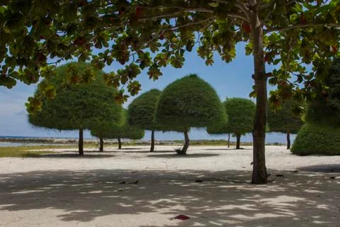 Trees triangular shapes Foto stock