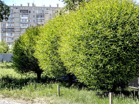 Trees trimmed in the shape of balls on a blurred natural background Stock Photos