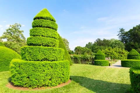 Trees trimmed in the shape of pyramids Stock Photos