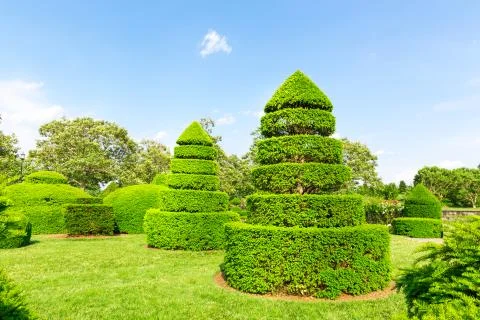 Trees trimmed in the shape of pyramids Stock Photos