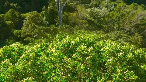 Trees in Tropical Climate Stock Footage 94673657