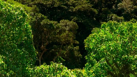 Trees in Tropical Climate Stock Footage 94679585