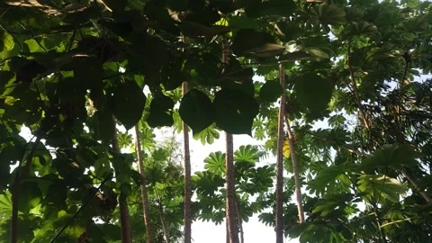 Trees of tropical forest Stock Footage 208858102
