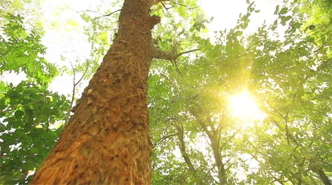 Trees in tropical forests Stock Footage 52550851