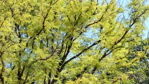 Trees in tropical rain forest. Stock-Footage 97851681