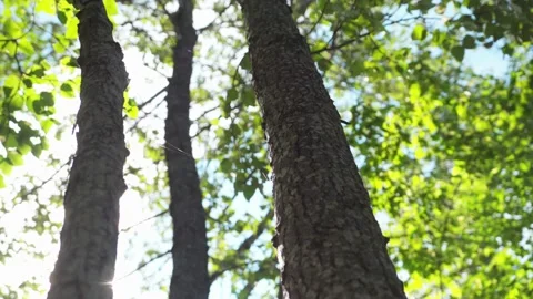 Trees trunk with sun in background 1 Stock Footage 130880080