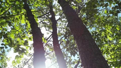 Trees trunk with sun in background 2 Stock Footage 130880073