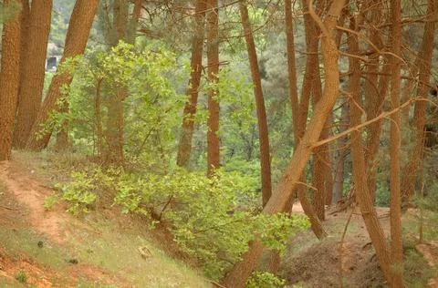 Trees trunks covered in red ochre dust, Sentier des Ocres, Roussillon, Vauclu Stock Photos