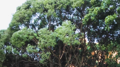Trees trunks grass   green  background  park Vídeos de archivo 108912016