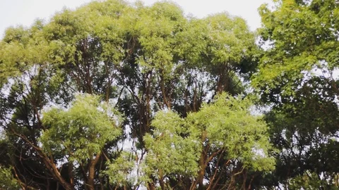 Trees trunks   green nature  calm 스톡 동영상 108912003