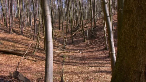 Trees Trunks in Hilly Forest on Sunny Day Dolly Shot Stock Footage 107422058