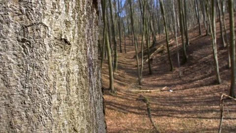 Trees Trunks in Hilly Forest on Sunny Day Dolly Shot Stock Footage 107426942