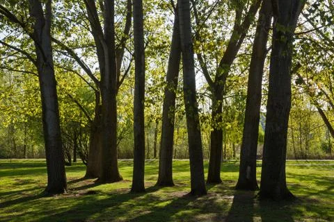 Trees with trunks of poplars Poplars backlit in public park beside the river Foto stock