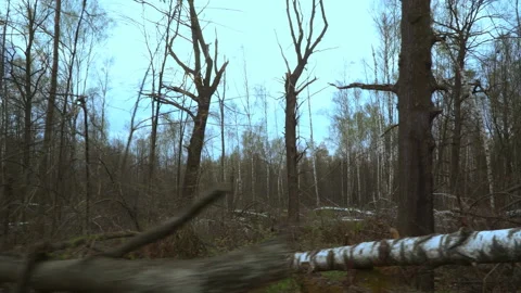 Trees tumbled down by a strong wind in the city Park Stock Footage 89251241