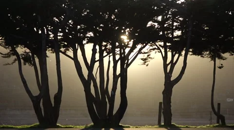 Trees in twilight with back light, med Stock Footage 59849354