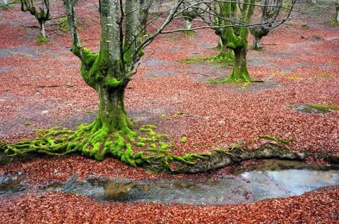 Trees with twisted green tree roots and moss Stock Photos