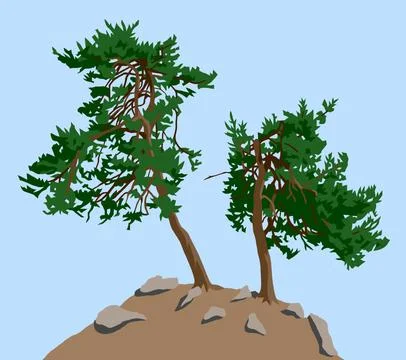 Trees, two pine trees on hill isolated on blue sky Stock Photos