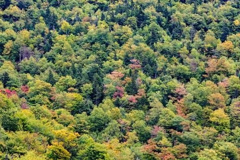 Trees in typical indian summer colors Photos