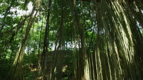 Trees at Ubud Monkey Forest Stock Footage 218356382