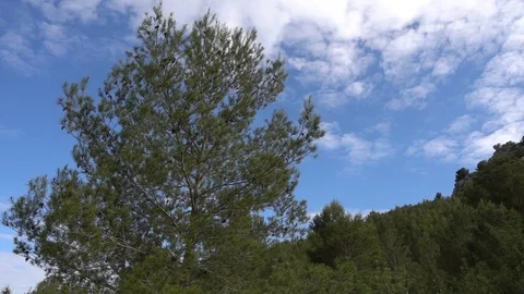 Trees under the blue sky Stock Footage 92048662