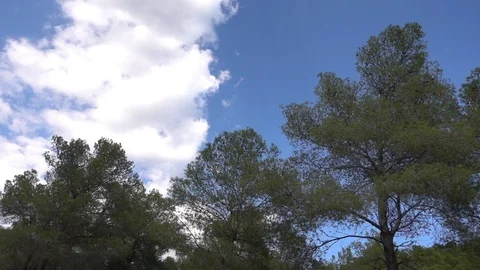 Trees under the blue sky Stock Footage 92050062
