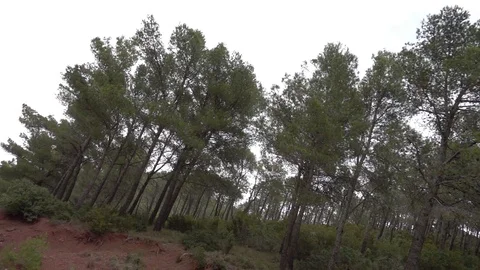 Trees under the blue sky Stock Footage 92050880