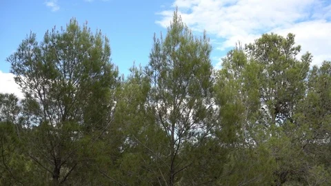 Trees under the blue sky Stock-Footage 92051056