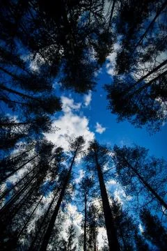 Trees under blue sky Stock Photos