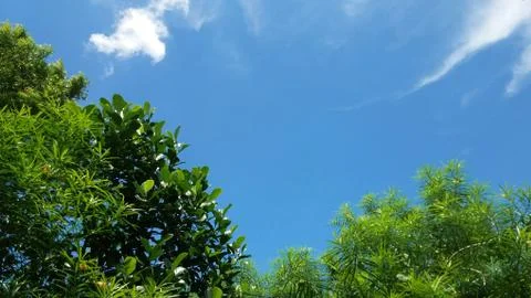 Trees under the canvas of the sky Foto stock