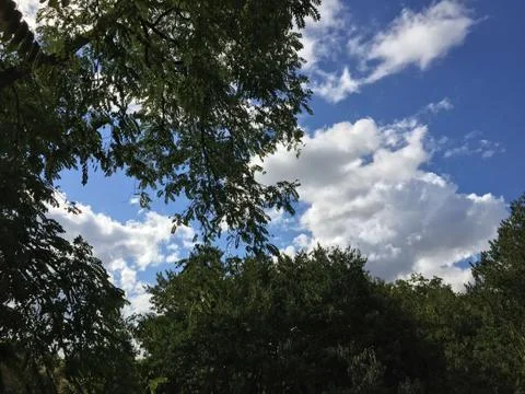 Trees Under Clouds Stock Photos
